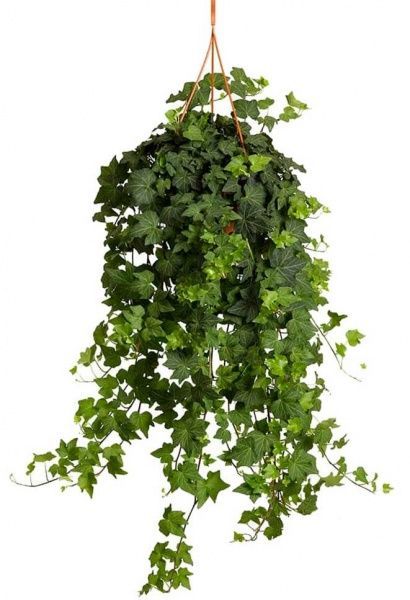Растение Подвеска Хедера Витбонт 19/60
