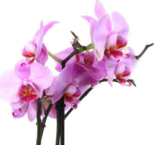 Растение Фаленопсис микс 1ст 12х75 см