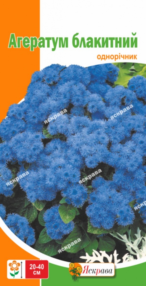 Насіння Яскрава агератум Блакитний