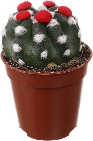 Растение комнатное Кактус с искусственным цветком 5х10 см