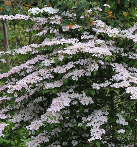 Растение Калина складчатая Пинк Бьюти / Viburnum plicatum 'Pink Beauty' С7,5/Н 60-80