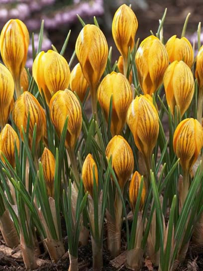 Клубнелуковица крокуса ботанического Фускотинктус 5 шт. 