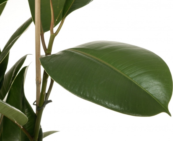 Рослина кімнатна Фікус еластіка Робуста 27x100 см