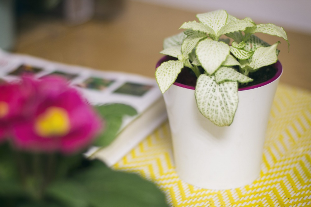 Вазон пластик Arte круглий білий із ліловим 5 л Santino (2004925)