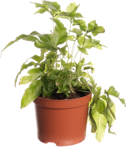 Растение комнатное Папоротная микс 8/20