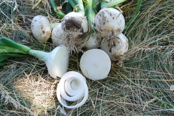 Семена Професійне насіння лук репчатый Вайт Меджик F1 200 шт. (4820176690500)