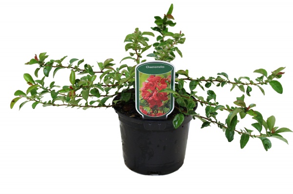 Саженец Хеномелес (2,3 л)