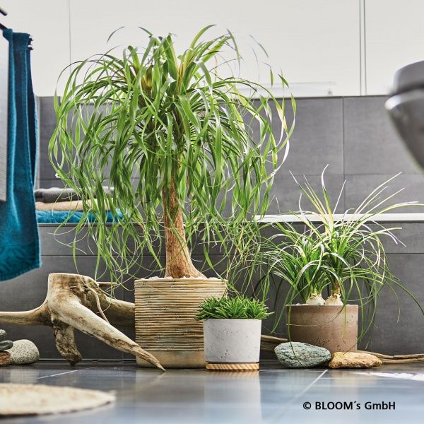 Кашпо керамическое Soendgen Myanmar круглый 10 л коричневый 