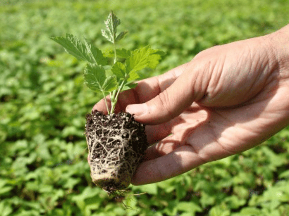 Кассета 1,0мм розмір 540х280мм на 32 комірки 59х20х110мм