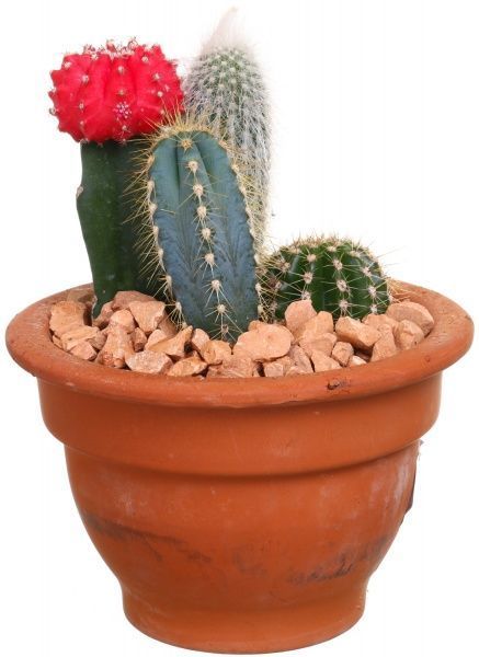 Композиция Кактус микс в плошке 13/25