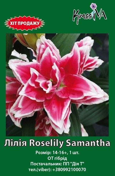 Луковица інше лилия Samanta 1 шт. 