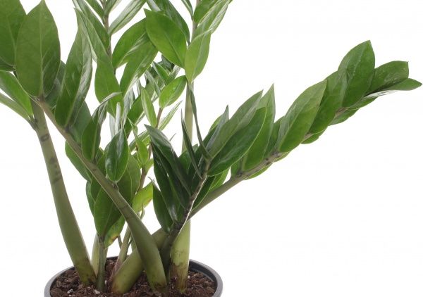 Растение Замиокулькас 17/17