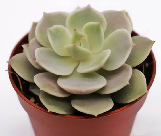 Растение Эхеверия Грин Пирл 12/15