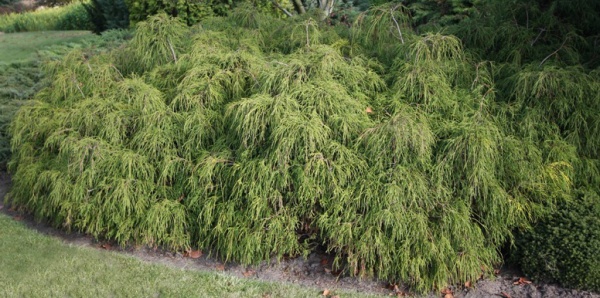 Рослина Кипарисовик горохоплідний Філіфера Нана / Chamaecyparis pisifera Filifera Nana С7.5 /Н 40