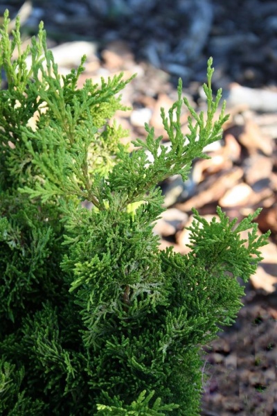 Растение Кипарисовик тупой Мерок/Chamaecyparis obt. 'Meroke' С7,5/Н 10-15