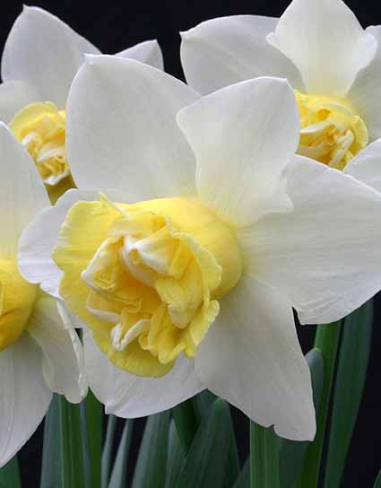 Луковица нарцисса Попай 2 шт. 