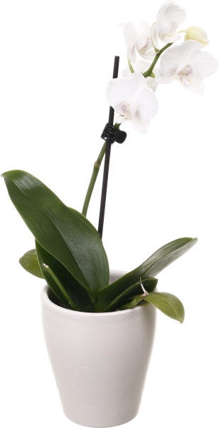 Рослина кімнатна Фаленопсис міні мікс 6х15 см в кераміці 1 стовбур