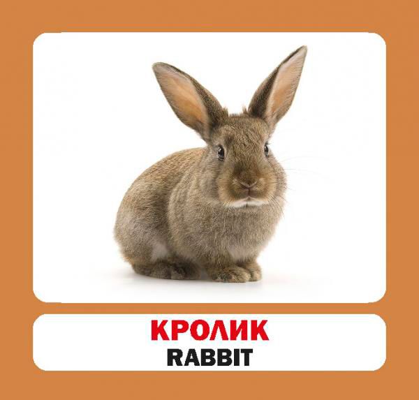 Книга «Навчальний посібник. Домашні тварини.англ.»