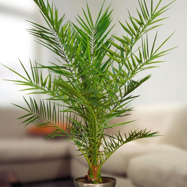 Растение Фінік Канарський d15/h60