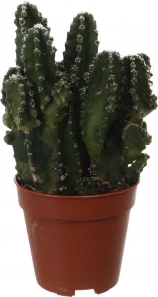Растение Цереус паолина 6х12 см