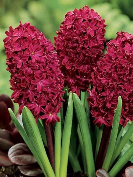 Луковица Яскрава Woodstock 2 шт. 