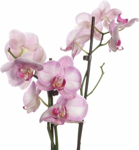 Растение комнатное Фаленопсис микс 1 ствол 12/60-70