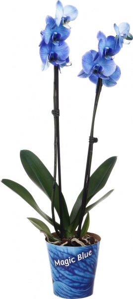 Растение комнатное Фаленопсис 12х60 см 2 ствола синий (крашеный)