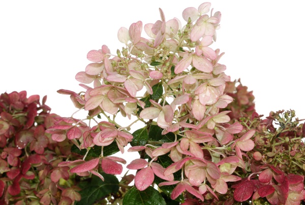 Рослина кімнатна Гідрангія 30/75 мікс