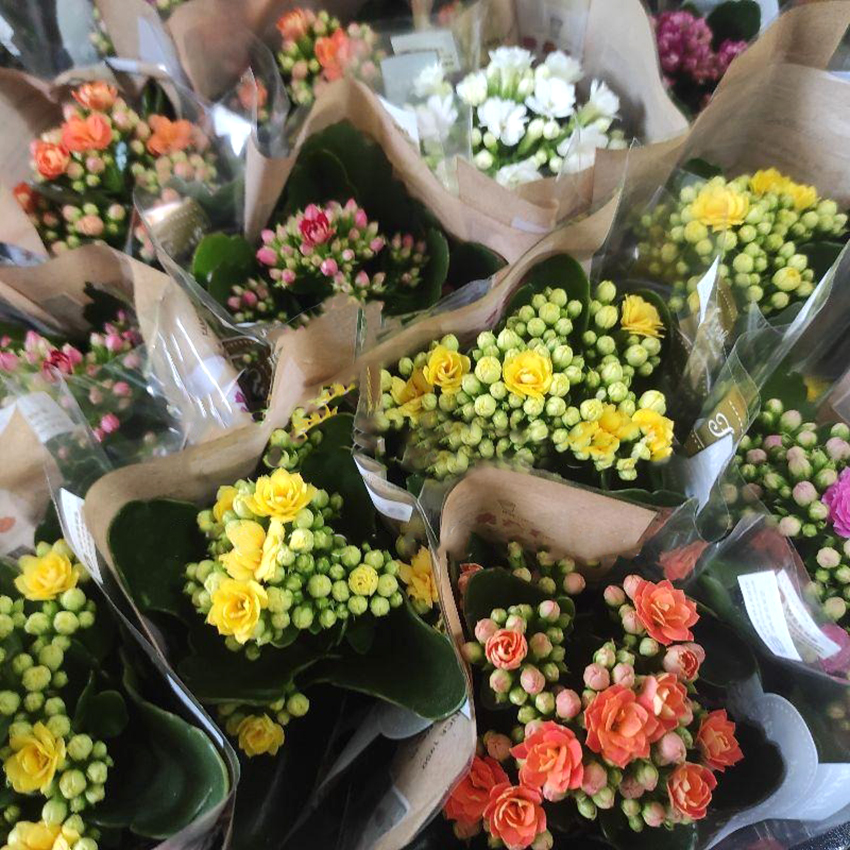 Растение комнатное Каланхое каландива 7х15 см микс