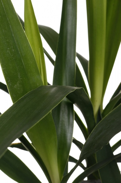 Растение Юкка 17/35 копст