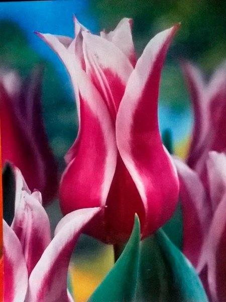 Луковица Яскрава лилиевидный Ballade 3 шт. 