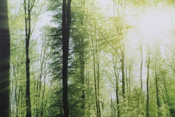 Репродукция Луч солнца 60x150 см Styler 