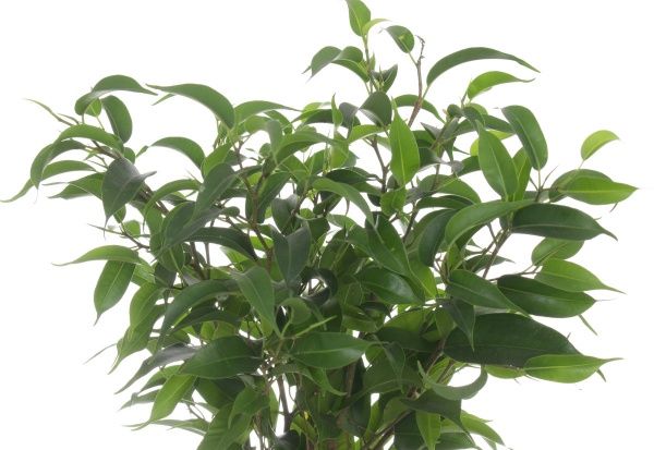 Растение Фикус Benjamina Natasja 12/30