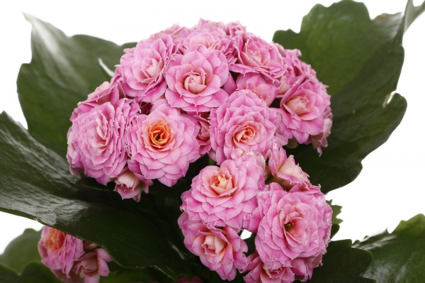 Растение комнатное Каланхоэ микс d9/h18