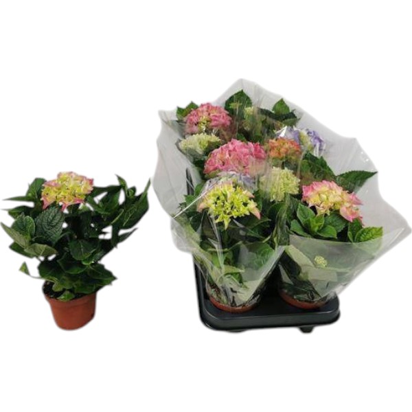 Растение Гортензия 10х25 микс 1рр