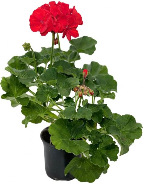 Растение Пеларгония зональная d12