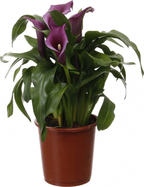 Рослина кімнатна Калла мікс 13/45