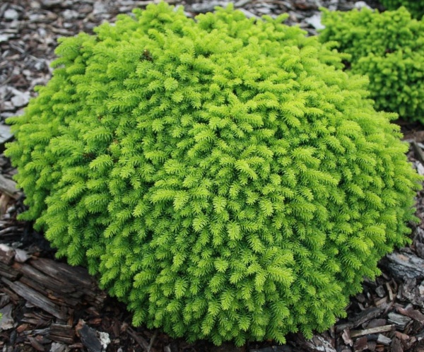 Растение Ель/ Picea abies Little Gem С5, D 20-30