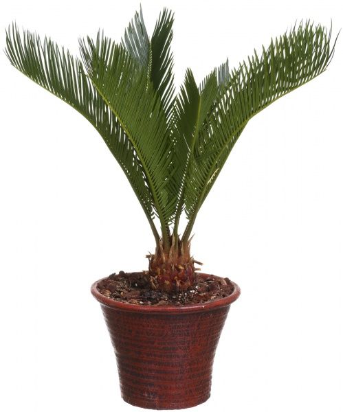 Растение комнатное Цикас Cy Revoluta 21х85 см