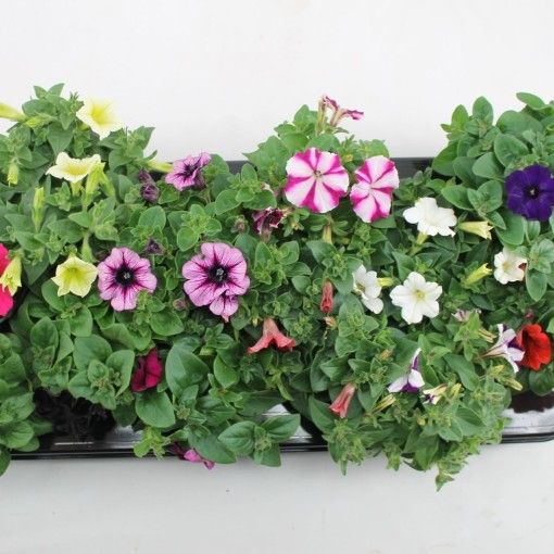 Саженец Петуния Микс