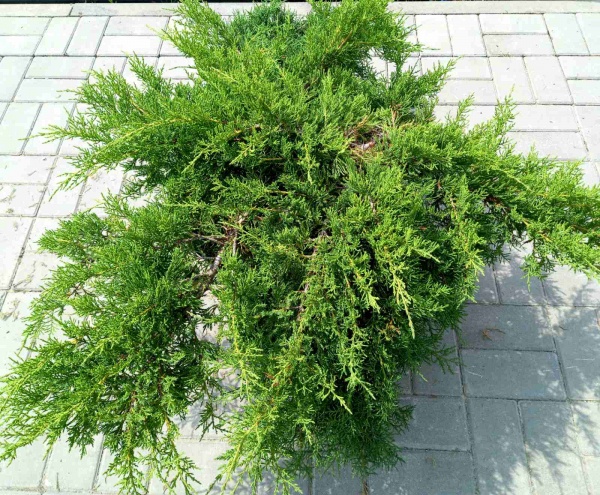 Растение Можжевельник средний Pfitzeriana Compacta (V19-S23 d100-120 C60)