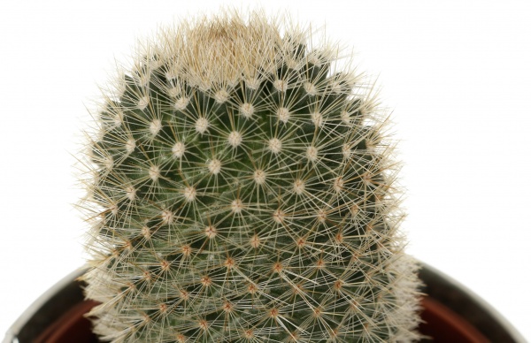 Растение Кактус в цинковом горшке 10x12 см