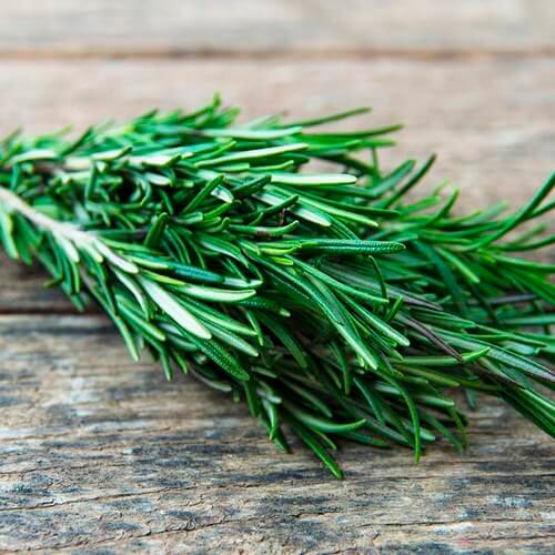 Рослина Розмарин 9х20 см