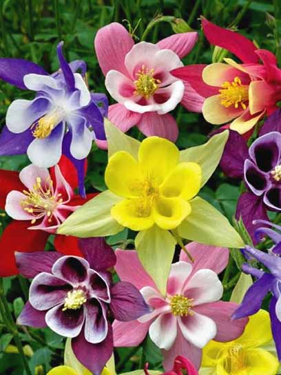 Кореневище орликів Маккана суміш 1 шт.