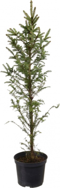 Растение ель колючая Super Green С5