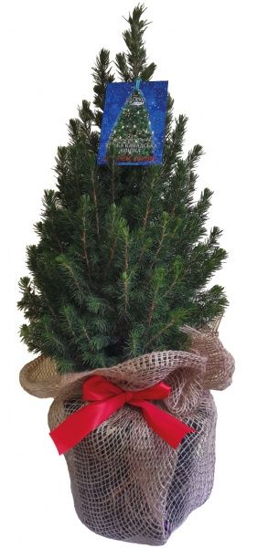 Саженец Декоплант Ель коника h=50+