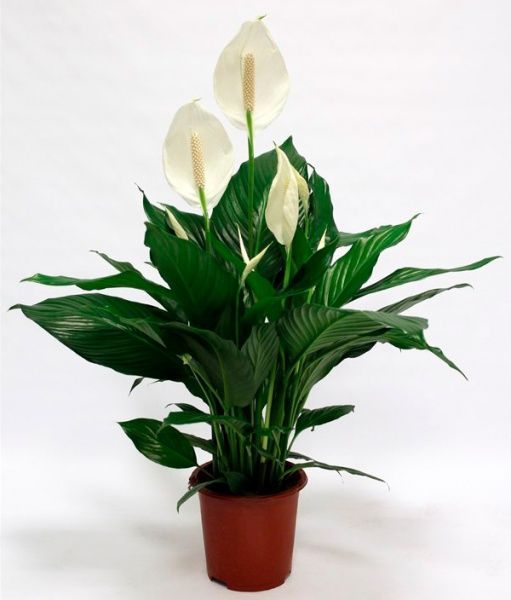 Растение Спатифиллум 13/50
