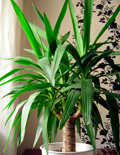 Рослина кімнатна Юка елефантіпс штамб 23х90 см