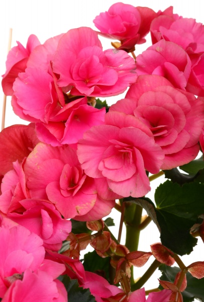 Растение декоративное Бегония 12/25+ mix