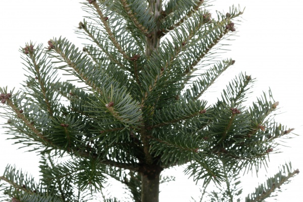 Ель колючая Picea pungens var. Glauca Majestic